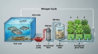 Aquaponie Schémas.jpg